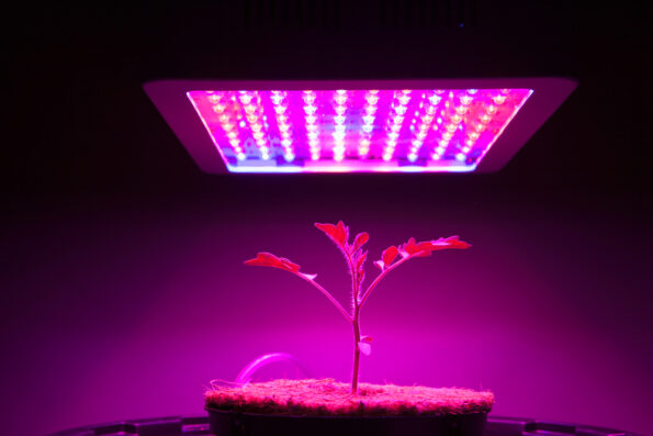 لامپ آفتابی، مهتابی یا نچرال (یخی)؟ مزایا و معایب + مقایسه تخصصی Smart LED Lights Horticulture